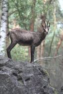 Wildlife in the forest