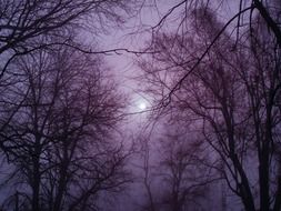 winter forest at dusk