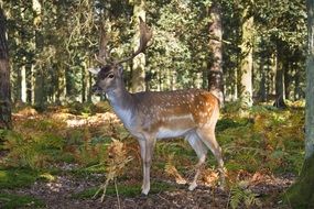 red deer in the flowered forest