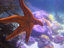 orange colored starfish in aquarium