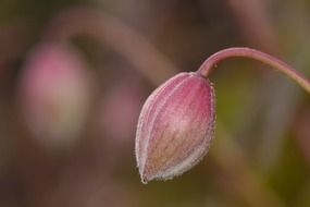 closed pink spring bud