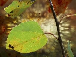 green leaves on the stem of a plant