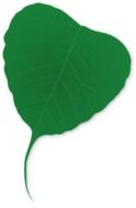 green leaf on white background