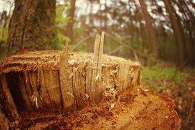 destroyed cross section of a tree