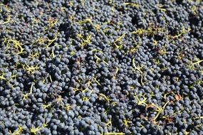 harvested grapes in vineyard