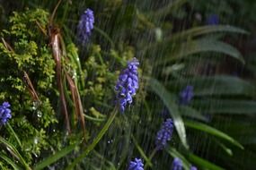 purple hyacinth flower under rain peaceful view