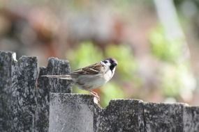 sparrow on a wooden fence close-up