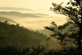 panoramic view of foggy forest in monochrome