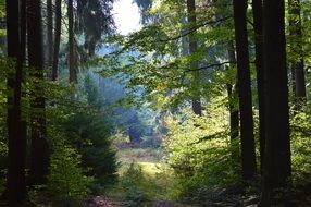 forest trees landscape