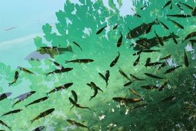 fish in the lake