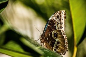 Nice butterfly on green plant