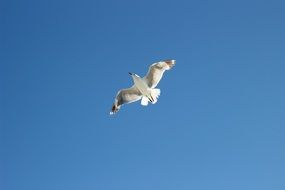 seagull flying in blue sky scene