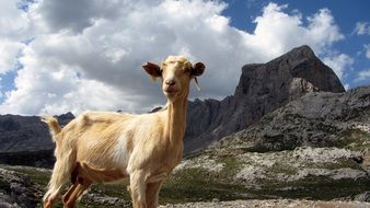 red goat in mountain landscape