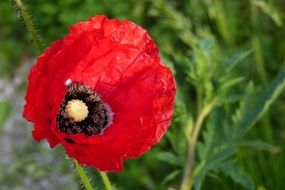 red bright poppy plant close