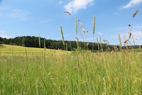 green grass in the meadow near the forest