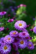 Violet flowers in the garden in summer
