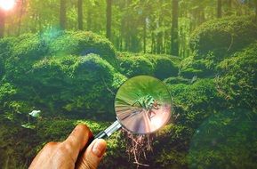 view an insect through a magnifier in the forest