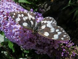 Black and white butterfly on the inflorescence of the lilac