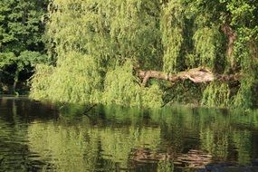 weeping willow over the pond