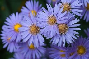 blue asters close up