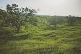 Landscape of green grass on a meadow