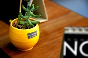 mini yellow potted plant