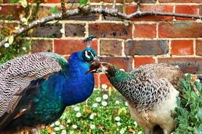 peacock females