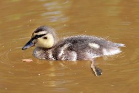 fluffy duckling swims in muddy pond water