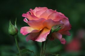 bright romantic rose in the garden on a blurred background