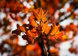 colorful maple leaves in autumn forest