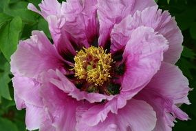 summer pink flower close up