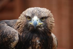 young brown eagle staring