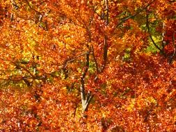 Bright crimson autumn forest