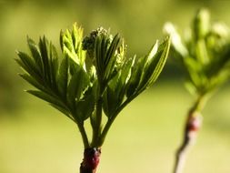 close up of a plant branch on a blurred background