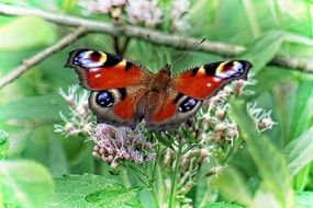 peacock butterfly on a forest flower