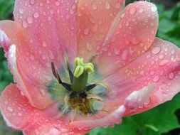 pink flower summer nature