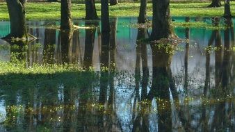 reflection of tree trunks in water