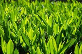 Fresh green prunus laurocerasus bush leaves