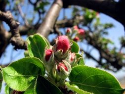 pink apple buds on the tree branch