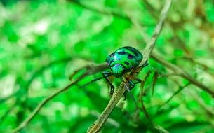 green beetle in the black point in the forest