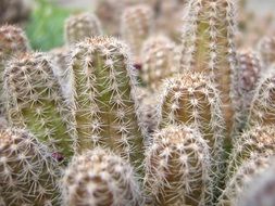 unusual beauty cactus plant