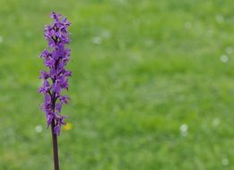 beauty gentle charming orchid