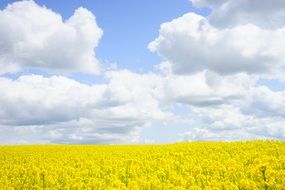 field of rapeseeds intense color