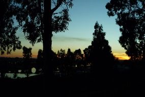 eucalyptus silhouettes at sunset