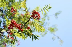 Branches of mountain ash on a sunny day