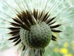 dandelion in nature