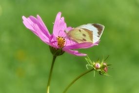 butterfly on a pink flower on a green background