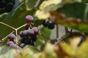 dark violet grapes