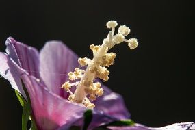 pink hibiscus close up