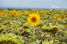 beauriful sunflower field